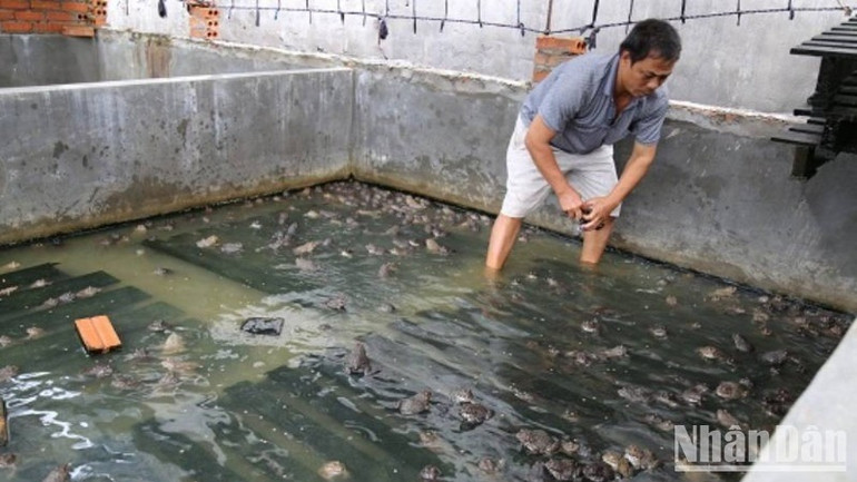 Mô hình nuôi ếch đã giúp người dân nghèo, cận nghèo có sinh kế vươn lên thoát nghèo bền vững.