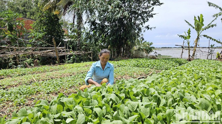 Bà Lương Thị Mơ, ấp Kinh Mới, xã Vĩnh Thuận, thoát nghèo từ nguồn "quỹ góp vốn xoay vòng" do Hội Cựu chiến binh xã Vĩnh Thuận vận động hội viên đóng góp.