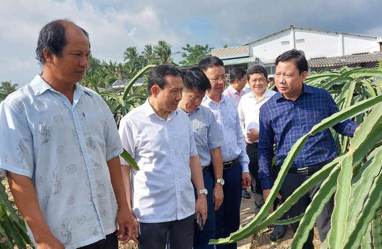 Đoàn công tác của Ban Kinh tế Trung ương đi khảo sát thực tế hộ dân trồng thanh ở xã Bình Quới (Châu Thành, Long An).