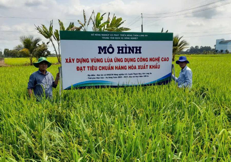 Long An triển khai mô hình trong Đề án 1 triệu ha lúa chất lượng cao xuất khẩu. Long An triển khai mô hình trong Đề án 1 triệu ha lúa chất lượng cao xuất khẩu.