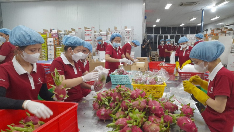 Nông sản Long An góp phần gia tăng kim ngạch xuất khẩu của tỉnh trong năm 2024.