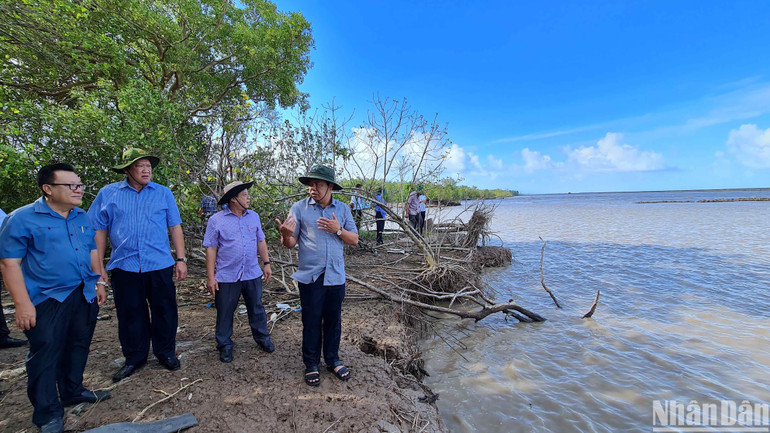 Bí thư Tỉnh ủy Cà Mau Nguyễn Tiến Hải (bìa phải) kiểm tra công tác phòng, chống sạt lở ở miền biển Khánh Hội.