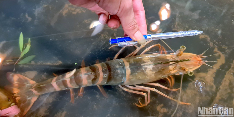 Tôm sú nuôi tự nhiên dưới tán rừng ngập mặn Cà Mau có kích thước lớn được trưng bày tại Festival tôm Cà Mau.