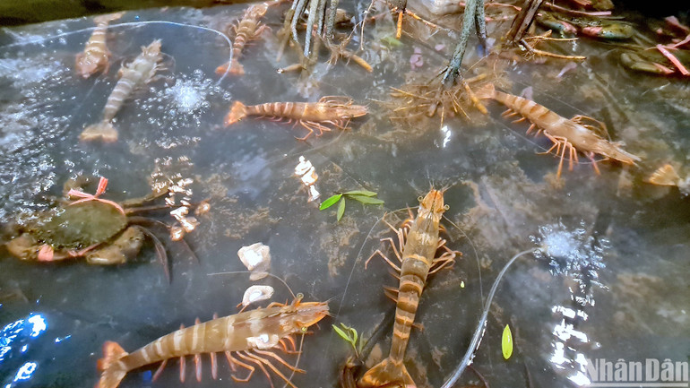 Mô hình tôm-rừng thu nhỏ được trưng bày tại Festival tôm Cà Mau và Diễn đàn kết nối sản phẩm OCOP đồng bằng sông Cửu Long năm 2023.