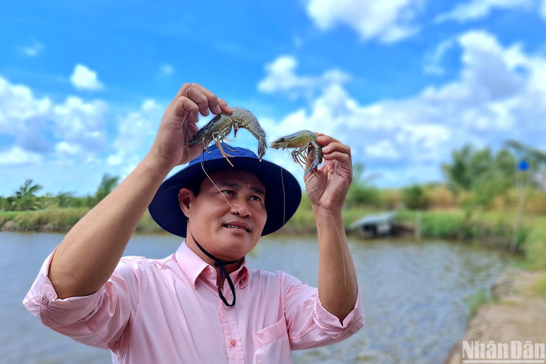 Kiểm tra tôm đạt chuẩn BAP được nuôi tại nông hộ cộng đồng tham gia “Dự án tôm-lúa xã Biển Bạch Đông”.