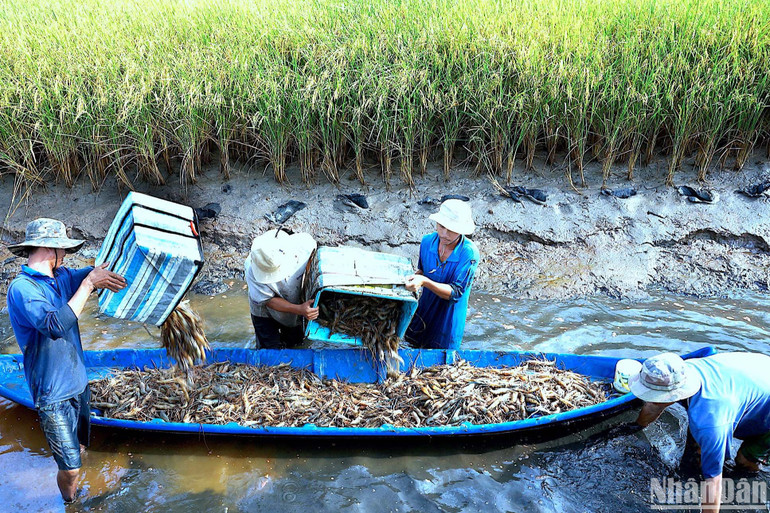 Huyện Thới Bình là vùng chuyên canh lúa-tôm lớn nhất tại Cà Mau với nhiều nông sản được canh tác theo quy trình hữu cơ, thân thiện... Huyện Thới Bình là vùng chuyên canh lúa-tôm lớn nhất tại Cà Mau với nhiều nông sản được canh tác theo quy trình hữu cơ, thân thiện...