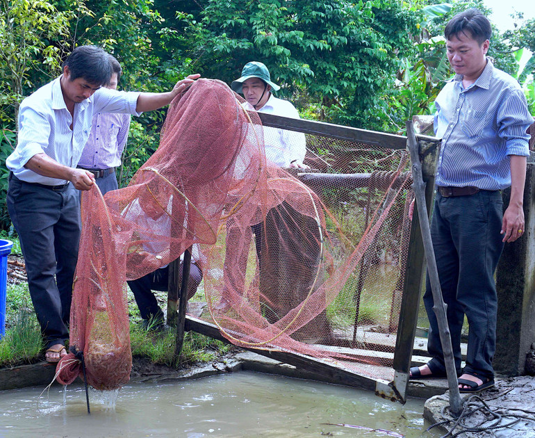 Sản phẩm tôm tự nhiên dưới tán rừng ngập mặn huyện Ngọc Hiển (tỉnh Cà Mau) được nhiều tổ chức quốc tế chứng nhận là tôm sinh thái.