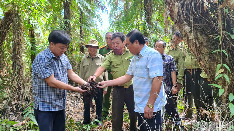 Chủ tịch Ủy ban nhân dân tỉnh Cà Mau Huỳnh Quốc Việt kiểm tra thực bì và độ ẩm dưới chân lâm phần rừng tràm U Minh hạ.