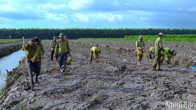 Trồng rừng sau khai thác tại miệt rừng U Minh hạ tỉnh Cà Mau. Trồng rừng sau khai thác tại miệt rừng U Minh hạ tỉnh Cà Mau.