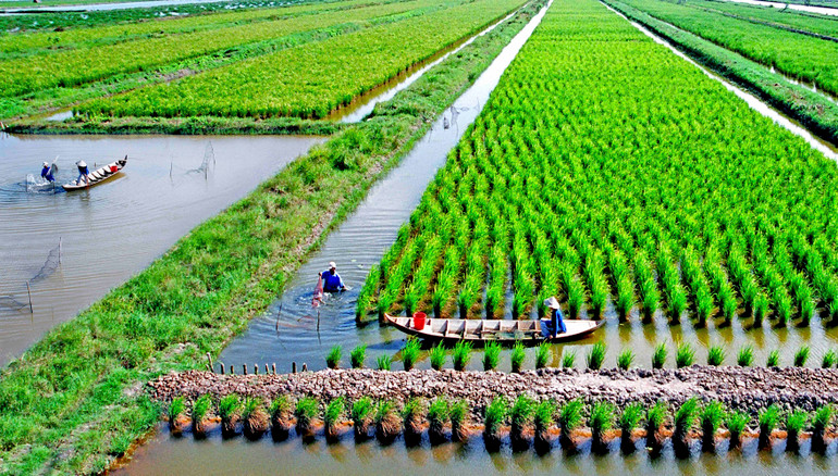 Luân canh lúa-tôm tại huyện Thới Bình (tỉnh Cà Mau) được xem là mô hình sản xuất thuận thiên, đang được phát triển nhiều nơi trong khu vực đồng bằng sông Cửu Long. (Ảnh: Ban tổ chức cung cấp). Luân canh lúa-tôm tại huyện Thới Bình (tỉnh Cà Mau) được xem là mô hình sản xuất thuận thiên, đang được phát triển nhiều nơi trong khu vực đồng bằng sông Cửu Long. (Ảnh: Ban tổ chức cung cấp).