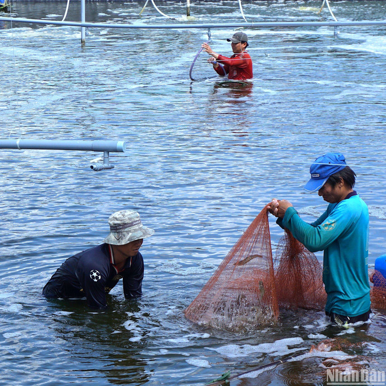 Người nuôi tôm là đối tượng yếu thế, dễ chịu tác động nhất trong chuỗi ngành tôm.