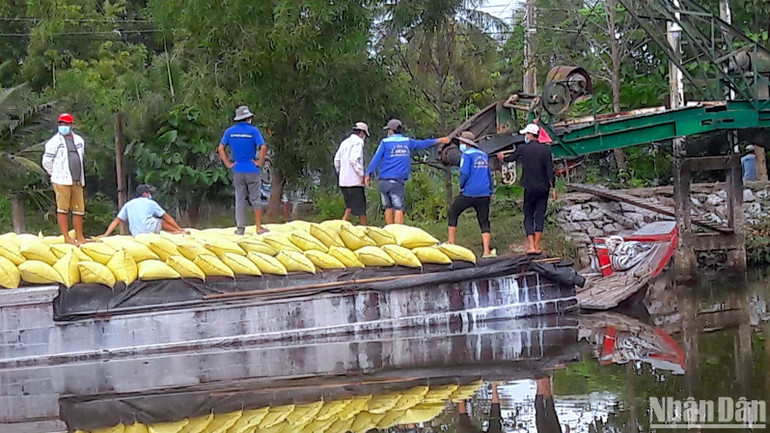 Thương lái thu mua lúa của nông dân vùng ngọt Cà Mau trong vụ hè thu năm 2023 bằng đường thủy. Thương lái thu mua lúa của nông dân vùng ngọt Cà Mau trong vụ hè thu năm 2023 bằng đường thủy.
