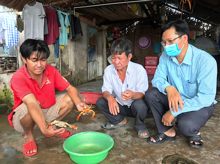 Nhà nông huyện Năm Căn (tỉnh Cà Mau) kiểm tra cua nuôi có biểu hiện bị chết trong vuông tôm.