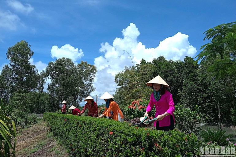 Nhân dân xã Tam Giang Tây chung tay trang hoàng đường quê đón nhận sự niềm vui xã đạt chuẩn nông thôn mới.