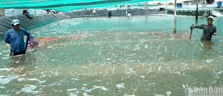 Nuôi tôm thâm canh chủ chiếm khoảng 15,6% diện tích nhưng chiếm đến hơn 73% tổng sản lượng tôm cả nước. Nuôi tôm thâm canh chủ chiếm khoảng 15,6% diện tích nhưng chiếm đến hơn 73% tổng sản lượng tôm cả nước.