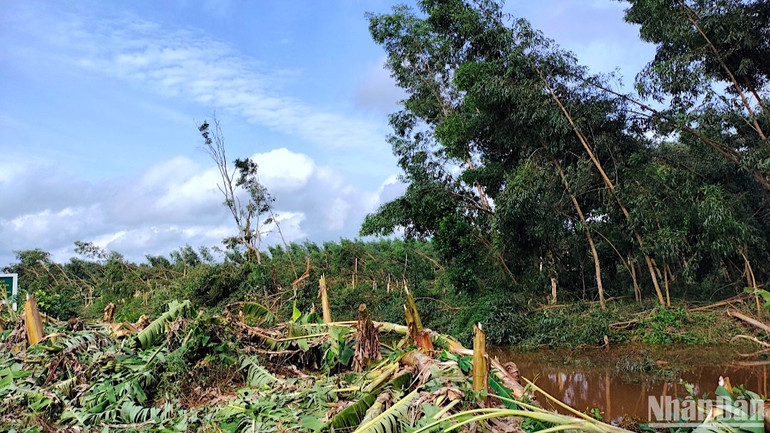 Ngành chức năng tỉnh Cà Mau đang thống kê diện tích cây trồng bị thiệt hại bởi thiên tai trên địa bàn huyện U Minh.
