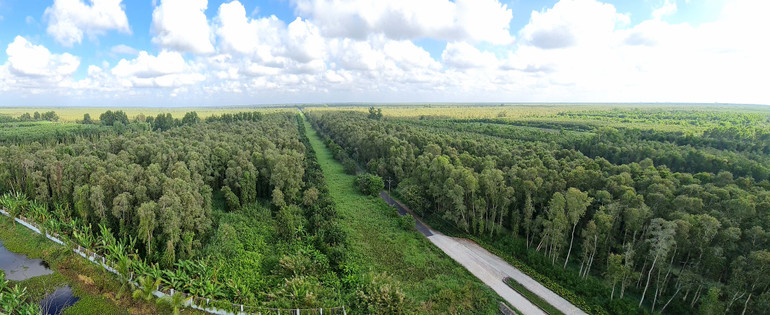 Nắng bao trùm đe dọa lâm phần rừng tràm Cà Mau khi có gần 1/4 diện tích báo cháy cấp V, nguy cơ xảy ra cháy rất cao.