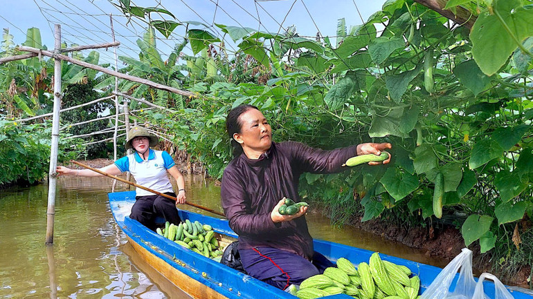 Vùng thuần nông huyện Trần Văn Thời đa dạng hóa cây trồng, vật nuôi để tăng gia sản xuất. Vùng thuần nông huyện Trần Văn Thời đa dạng hóa cây trồng, vật nuôi để tăng gia sản xuất.