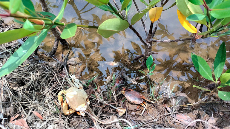 Cua lủi mé bờ chết bất thường tại vuông tôm của nông dân xã Hàng Vịnh, huyện Năm Căn, tỉnh Cà Mau.