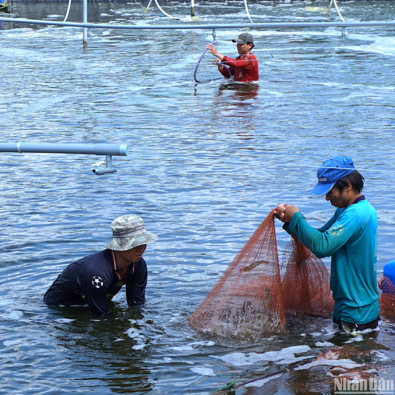 Nhờ đẩy mạnh ứng dụng khoa học, công nghệ mà nuôi tôm siêu thâm canh ở Cà Mau có năng suất trung bình từ 30-50 tấn/ha.