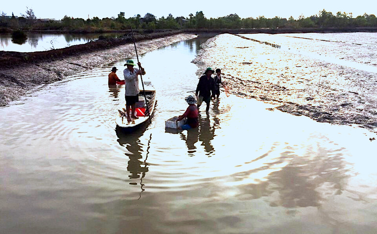 Nhà nông vùng chuyên canh thuỷ sản tỉnh Cà Mau tát cạn nước để vệ sinh đầm nuôi thuỷ sản chuẩn bị cho vụ cua mới.