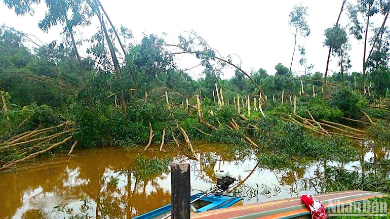 Nhiều diện tích cây trồng ở huyện U Minh bị đổ ngã nhưng chưa có thống kê cụ thể thiệt hại.