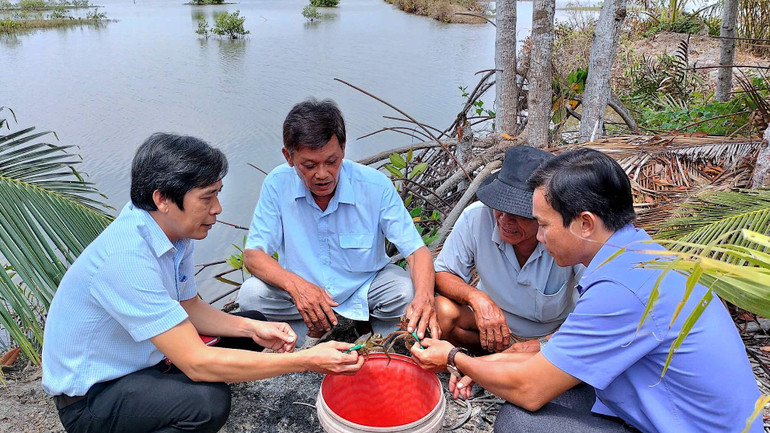 Phòng chuyên môn huyện Năm Căn (tỉnh Cà Mau) xuống hộ dân kiểm tra cua nuôi có dấu hiệu nhợt nhạt, yếu ớt.