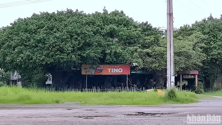 Thanh tra tỉnh Cà Mau yêu cầu Sở Văn hoá - Thể thao và Du lịch tỉnh Cà Mau làm rõ việc sử dụng đất công để kinh doanh quán cà phê.