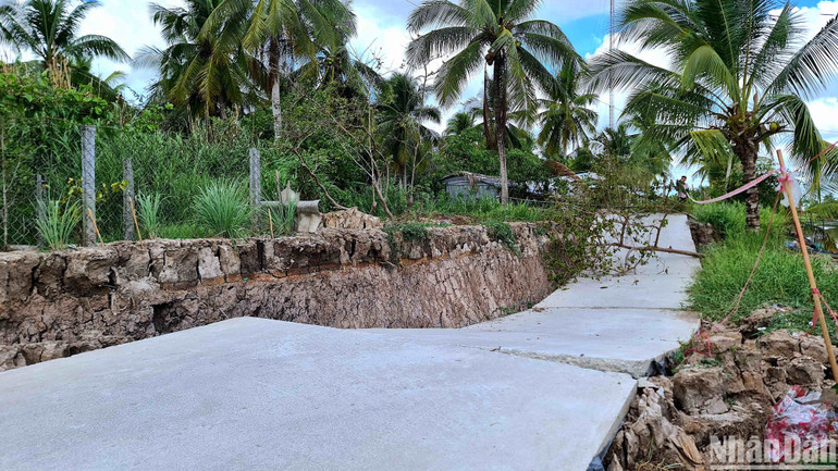 Hạn hán làm khô cạn kênh, rạch gây nên sụt lún, sạt lở hư hỏng lộ giao thông nông thôn trên địa bàn vùng ngọt huyện Trần Văn Thời (Cà Mau).