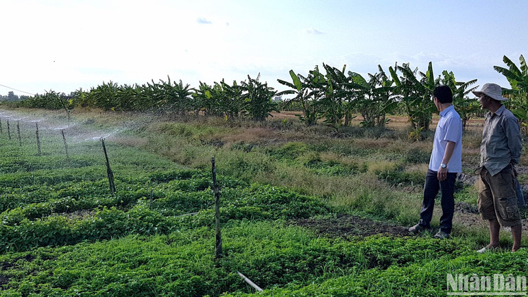 Nông dân xã Trần Hợi (huyện Trần Văn Thời, tỉnh Cà Mau) tận dụng đất trống trồng rau màu, tăng gia sản xuất.