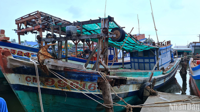 Tàu cá CM99616-TS hành nghề ốc bẫy mực bị tàu lạ tông làm hư hỏng, đến nay vẫn neo đậu vì không bảo đảm an toàn để ra biển.