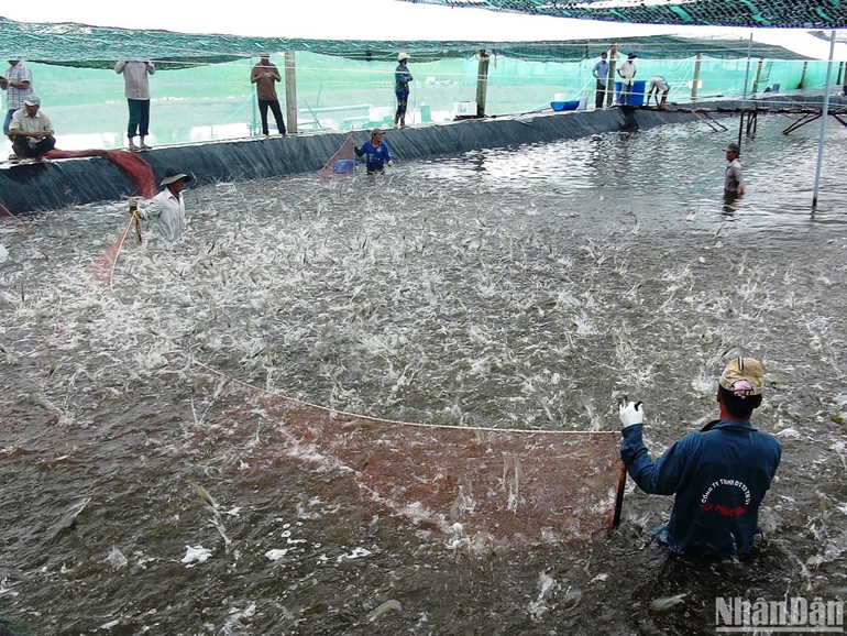 Nhờ vận dụng, tiếp thu cái mới cái hay vào sản xuất, sản lượng thu hoạch tôm thâm canh tại Cà Mau không ngừng gia tăng. Nhờ vận dụng, tiếp thu cái mới cái hay vào sản xuất, sản lượng thu hoạch tôm thâm canh tại Cà Mau không ngừng gia tăng.