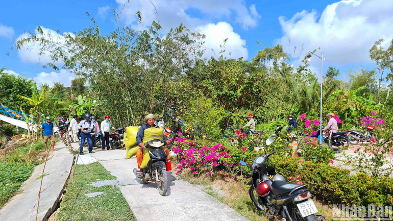 Kênh rạch khô cạn, người dân vùng ngọt xã Trần Hợi (huyện Trần Văn Thời) phải vận chuyển lúa bằng xe gắn máy.