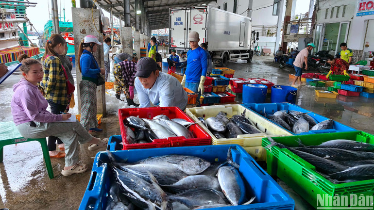 Trong năm 2024, tổng sản lượng thủy sản Cà Mau ước đạt 647.000 tấn, tăng 2% so với cùng kỳ.