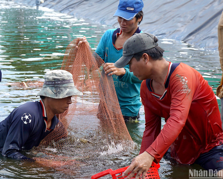 Nông dân huyện Đầm Dơi (tỉnh Cà Mau) thu hoạch tôm thẻ chân trắng nuôi theo hình thức siêu thâm canh. Nông dân huyện Đầm Dơi (tỉnh Cà Mau) thu hoạch tôm thẻ chân trắng nuôi theo hình thức siêu thâm canh.