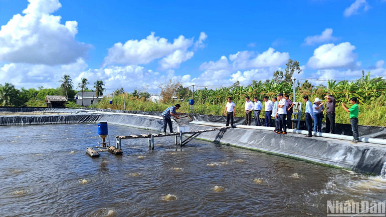 Hộ ông Huỳnh Thái Nguyên (ấp Rau Dừa B) tham gia Dự án nuôi tôm an toàn sinh học và nuôi đến vụ thứ 5 đều thành công.