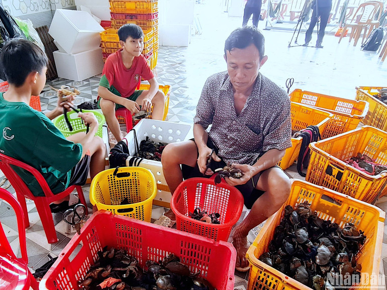 Hoạt động thu mua cua tại Cà Mau vẫn diễn ra bình thường, không có chuyện bị “bí” đầu ra.