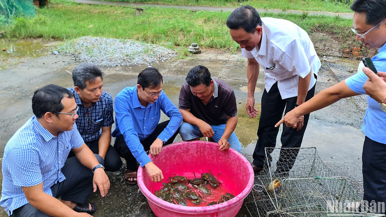 Chính quyền và ngành chức năng huyện Năm Căn, tỉnh Cà Mau xuống kiểm tra cua nuôi trong vuông tôm của hộ dân xã Đất Mới.