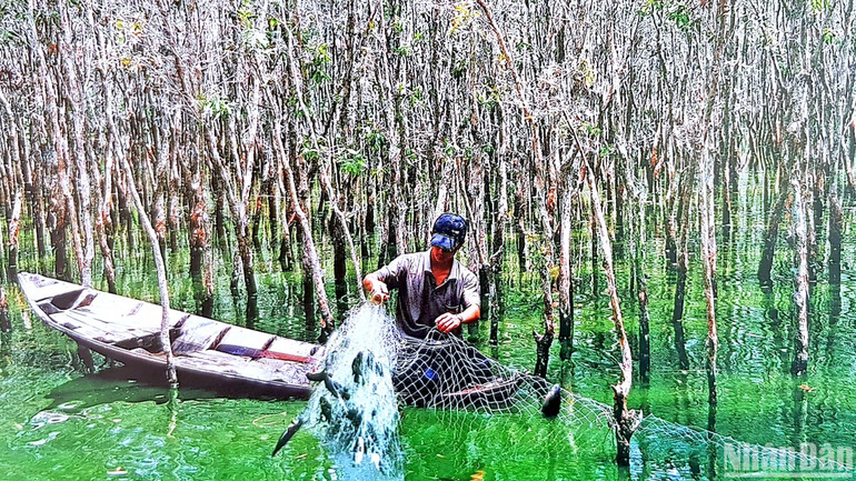 Cư dân miệt rừng U Minh hạ khai thác nguồn lợi cá đồng theo hình thức tự nhiên, không dùng ngư cụ khai thác mang tính tận diệt.