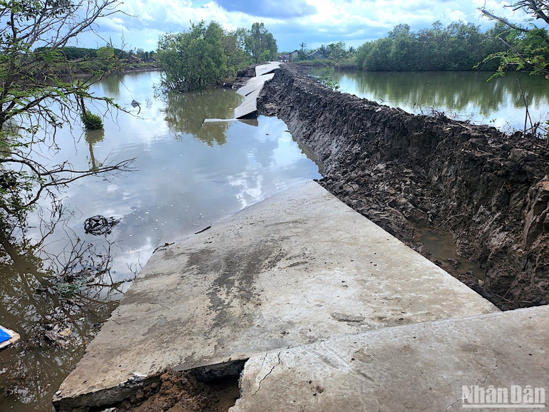 Sạt lở nghiêm trọng làm hư hỏng lộ nông thôn ở ấp Hiệp Hòa Tây (xã Ngọc Chánh, huyện Đầm Dơi, tỉnh Cà Mau) khiến việc đi lại bị gián đoạn.