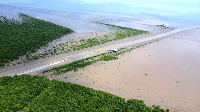 Một góc không gian xanh tại khu vực Bãi Bồi thuộc Vườn Quốc gia Mũi Cà Mau.
