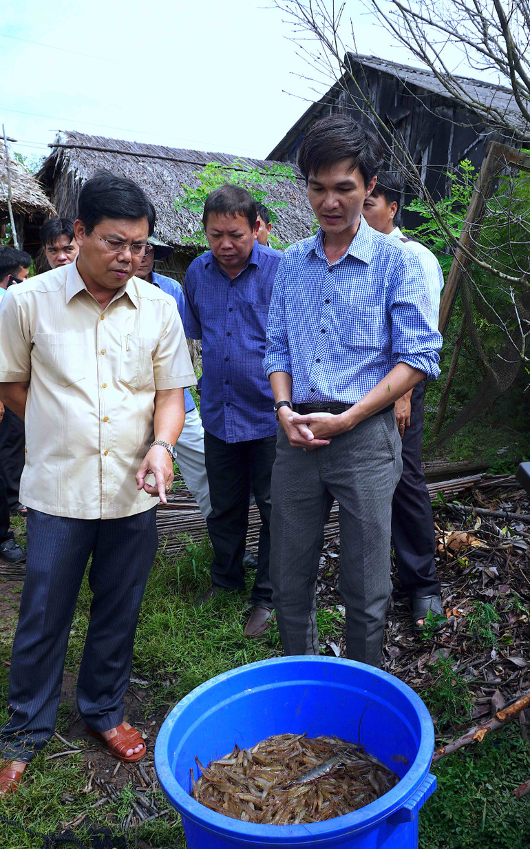 Lãnh đạo tỉnh Cà Mau kiểm tra mô hình nuôi tôm sinh thái dưới tán rừng ngập mặn huyện Ngọc Hiển, tỉnh Cà Mau.