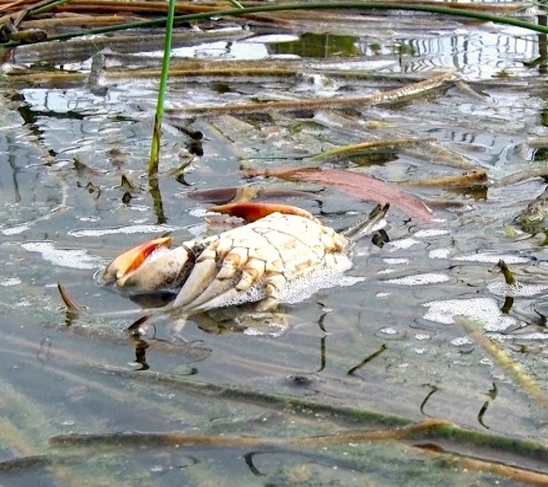 Cua nuôi chết rải rác trong vuông tôm ở huyện Đầm Dơi, tỉnh Cà Mau.