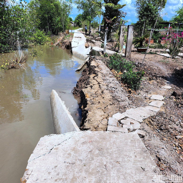 Sạt lở đất ven sông trên địa bàn huyện Đầm Dơi (Cà Mau) khiến việc đi lại của người dân bị ảnh hưởng.