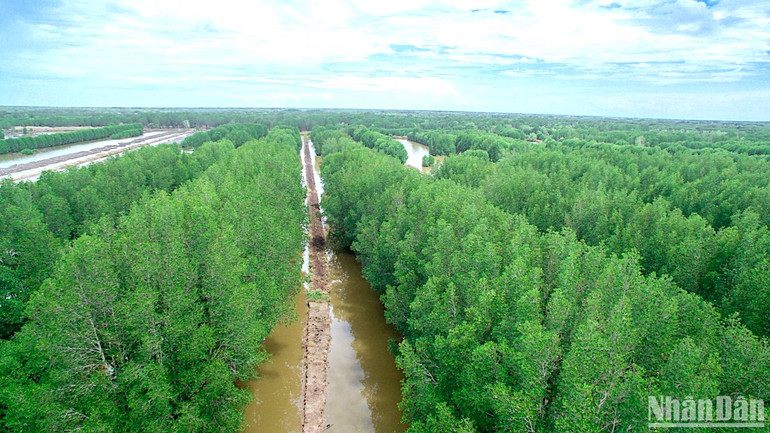 Dự án nuôi tôm rừng ngập mặn thích ứng với biến đổi khí hậu vùng đồng bằng sông Cửu Long được triển khai đầu tiên tại Cà Mau, quy mô hơn 2.500ha.