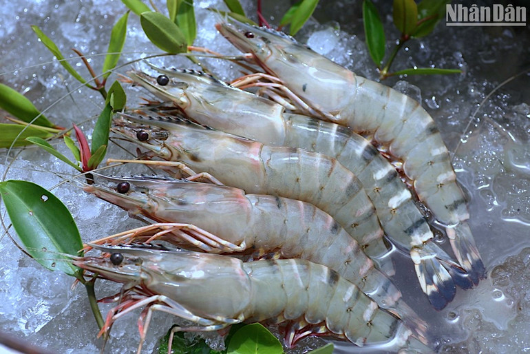 Sản phẩm tôm-rừng liên kết chuỗi sau thu hoạch tại huyện Ngọc Hiển, tỉnh Cà Mau.