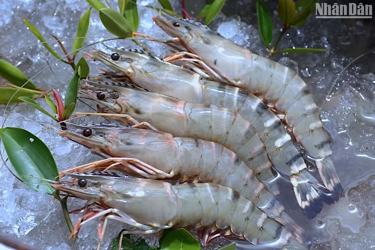 Sản phẩm tôm-rừng liên kết chuỗi sau thu hoạch tại huyện Ngọc Hiển, tỉnh Cà Mau.