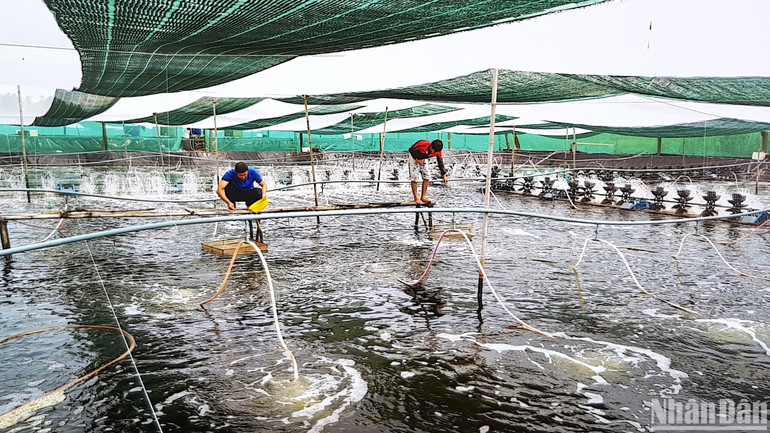 Nông dân Cà Mau đặc biệt chú trọng ứng dụng khoa học, công nghệ vào nuôi tôm thâm canh, siêu thâm canh.