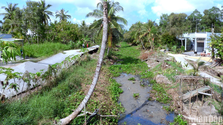 Lộ nông thôn xã Trần Hợi (huyện Trần Văn Thời) hư hỏng nặng vì sụt lún, sạt lở đất.