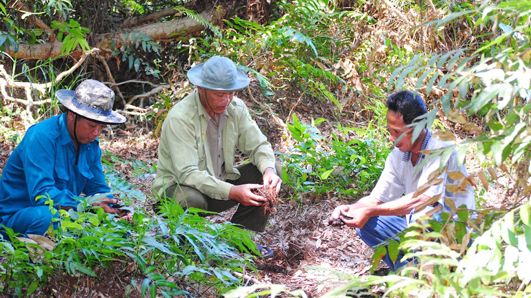 Kiểm tra độ ẩm dưới chân rừng trong lâm phần Vườn Quốc gia U Minh hạ.